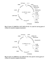 METHOD FOR PRODUCING A TRANSGENIC CELL WITH INCREASED GAMMA 