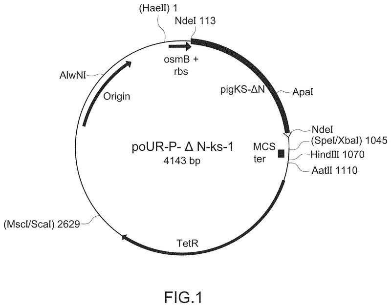 Variant forms of urate oxidase and use thereof-US11345899B2 - 专利顾如