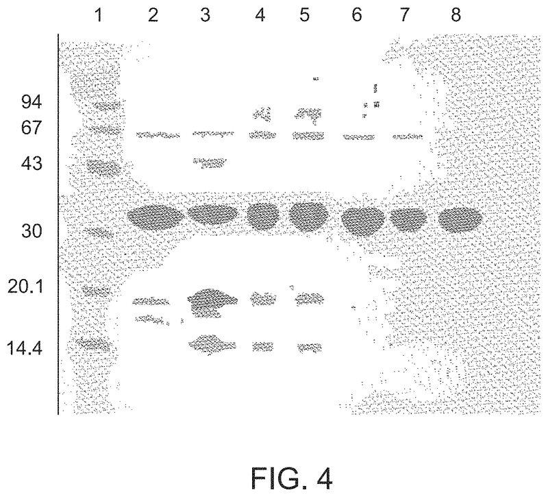 Variant forms of urate oxidase and use thereof-US11345899B2 - 专利顾如