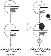 Acrigen biosciencesPatents PatentGuru